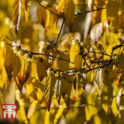 Chimonanthus Praecox -NAOMI Plant Shop CHIM T58138 D