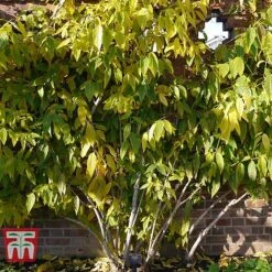 Chimonanthus Praecox -NAOMI Plant Shop CHIM T58138 E