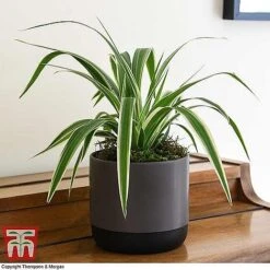 House Plant Urban Jungle Trio -NAOMI Plant Shop CHLO TKA2878 F1