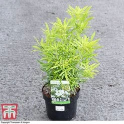 Choisya X Dewitteana 'Aztec Gold' -NAOMI Plant Shop CHOI 66142 A