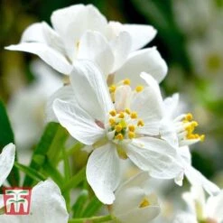 Choisya X Dewitteana 'Aztec Pearl' -NAOMI Plant Shop CHOI T66143 C