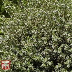 Choisya X Dewitteana 'Aztec Pearl' -NAOMI Plant Shop CHOI T66143 D