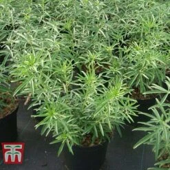 Choisya X Dewitteana 'Aztec Pearl' -NAOMI Plant Shop CHOI T66143 F