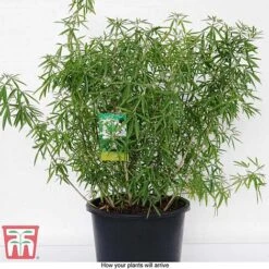 Choisya X Dewitteana 'Aztec Pearl' -NAOMI Plant Shop CHOI T66143 G