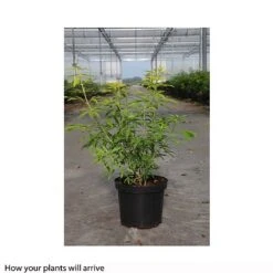 Choisya X Dewitteana 'Goldfingers' -NAOMI Plant Shop CHOI T66144 B h