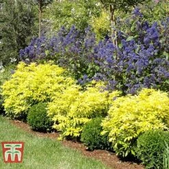 Choisya X Dewitteana 'Goldfingers' -NAOMI Plant Shop CHOI T66144 D