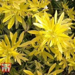 Choisya X Dewitteana 'Goldfingers' -NAOMI Plant Shop CHOI T66144 F