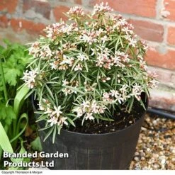 Choisya 'Little Bee' -NAOMI Plant Shop CHOI WKC1582 C1