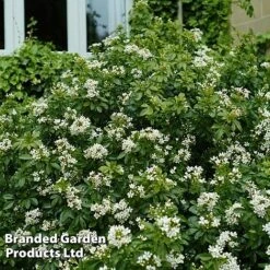 Evergreen Patio Shrub Collection -NAOMI Plant Shop CHOI TERNATA S30899