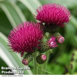 Cirsium Rivulare 'Atropurpureum' -NAOMI Plant Shop CIRS ATROPURPU T07804