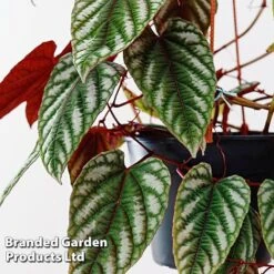 Cissus Discolor -NAOMI Plant Shop CISS DISCO12CM WKF1189