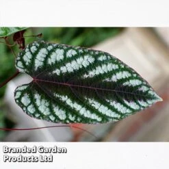 Cissus Discolor -NAOMI Plant Shop CISS DISCOLOR W45069A