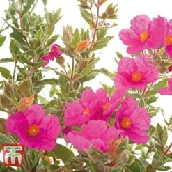 Cistus X Pulverulentus 'Sunset' -NAOMI Plant Shop CIST T66145 C