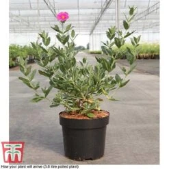 Cistus X Pulverulentus 'Sunset' -NAOMI Plant Shop CIST T66145 D3