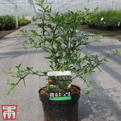 Citrus Trifoliata -NAOMI Plant Shop CITR TKA3374 A