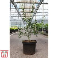Citrus Trifoliata -NAOMI Plant Shop CITR TKA3374 B