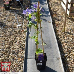 Clematis 'General Sikorski' -NAOMI Plant Shop CLEM 59409 A2