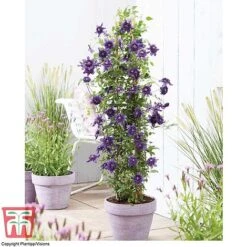 Clematis 'Kokonoe' -NAOMI Plant Shop CLEM KA8209 C