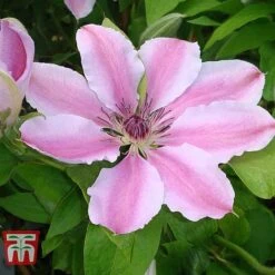 Clematis 'Nelly Moser' -NAOMI Plant Shop CLEM T58049 B