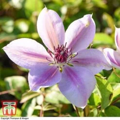 Clematis 'Nelly Moser' -NAOMI Plant Shop CLEM T58049 BB