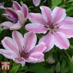 Clematis 'Nelly Moser' -NAOMI Plant Shop CLEM T58049 C