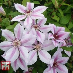Clematis 'Nelly Moser' -NAOMI Plant Shop CLEM T58049 D