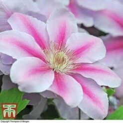 Clematis 'Nelly Moser' -NAOMI Plant Shop CLEM T58049 E