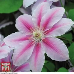 Clematis 'Nelly Moser' -NAOMI Plant Shop CLEM T58049 F