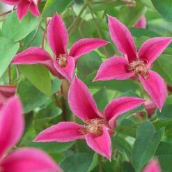 Clematis 'Princess Diana' -NAOMI Plant Shop CLEM T58051 A h