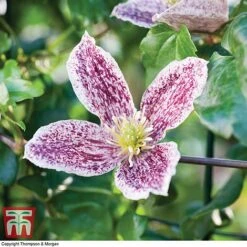 Clematis Cirrhosa Var. Purpurascens 'Freckles' -NAOMI Plant Shop CLEM T59148 C1