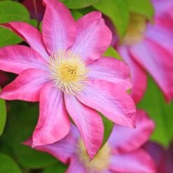Clematis 'Asao'