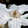 Clematis 'Destiny'
