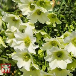Clematis 'Early Sensation' -NAOMI Plant Shop CLEM T59407 C