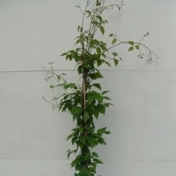 Clematis 'Justa' -NAOMI Plant Shop CLEM T59416 A h