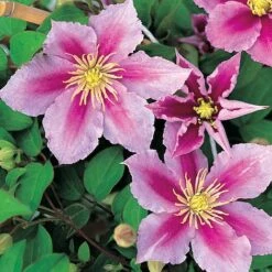 Clematis 'Piilu' -NAOMI Plant Shop CLEM T59431 A h