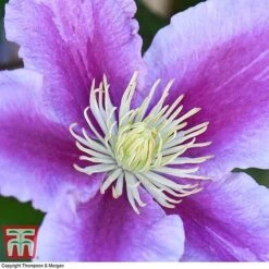 Clematis 'Piilu' -NAOMI Plant Shop CLEM T59431 E