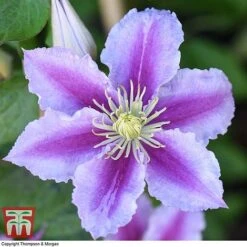 Clematis 'Piilu' -NAOMI Plant Shop CLEM T59431 F