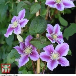 Clematis 'Piilu' -NAOMI Plant Shop CLEM T59431 G