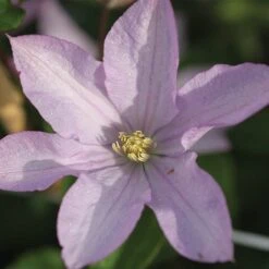 Clematis 'Proteus' -NAOMI Plant Shop CLEM T59434 B h