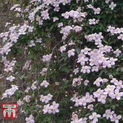 Clematis Montana 'Rubens' -NAOMI Plant Shop CLEM T66151 B