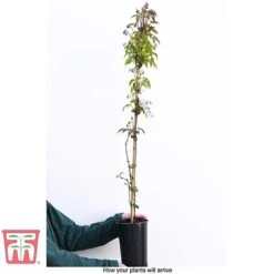 Clematis Montana 'Rubens' -NAOMI Plant Shop CLEM T66151 C