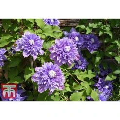 Clematis 'Multi Blue' -NAOMI Plant Shop CLEM T66153 A