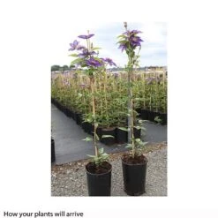 Clematis 'Multi Blue' -NAOMI Plant Shop CLEM T66153 B h