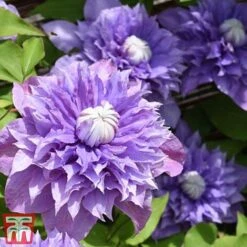 Clematis 'Multi Blue' -NAOMI Plant Shop CLEM T66153 D