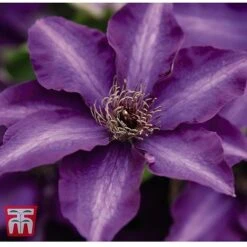 Clematis 'The President' -NAOMI Plant Shop CLEM T66160 C