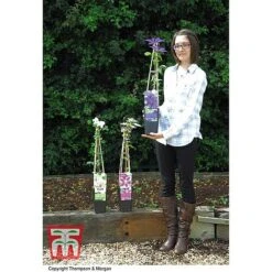 Clematis 'The President' -NAOMI Plant Shop CLEM T66160 E