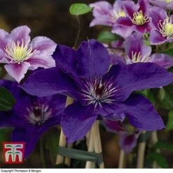 Clematis 'The President' -NAOMI Plant Shop CLEM T66160 G