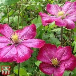 Clematis 'Ville De Lyon' -NAOMI Plant Shop CLEM T66161 C