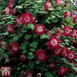 Clematis Avant-Garde&trade; Evipo033 -NAOMI Plant Shop CLEM T77107 C