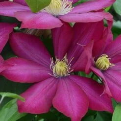 Clematis Bourbon&trade; Evipo018